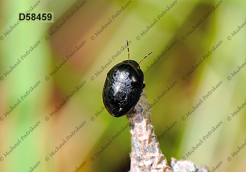 Galgupha nitiduloides (Thyreocoridae, Heteroptera)